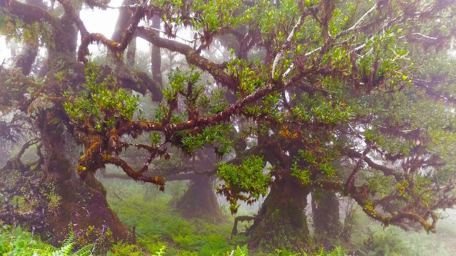 Fanal / Assobiadores - Levada Walk - Who will enjoy this walk most?