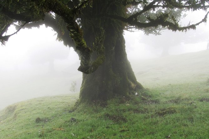 Fanal -Enchanted Forest - Key points to know before booking