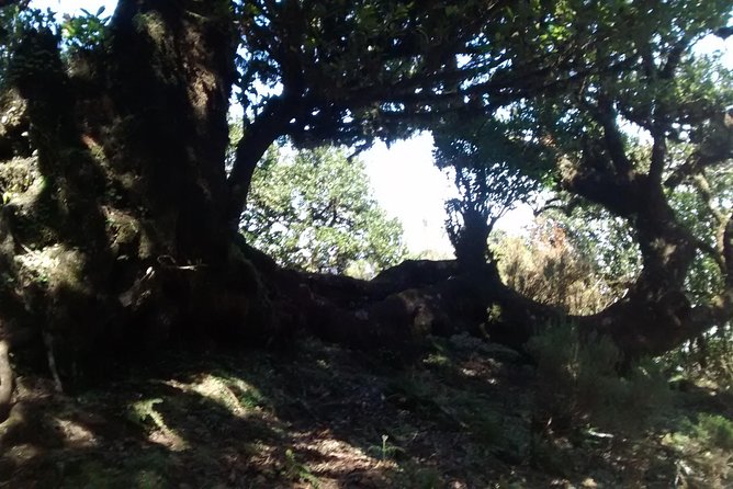 Fanal -Enchanted Forest - Why Fanal Forest feels different from an ordinary viewpoint