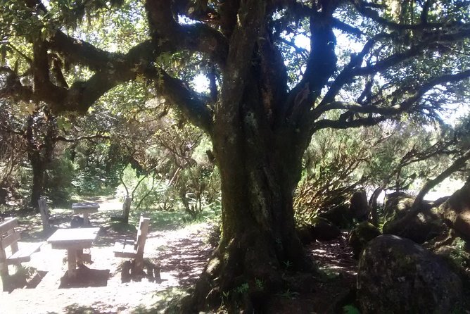 Fanal -Enchanted Forest - North coast viewpoints add real value