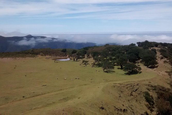 Fanal -Enchanted Forest - What the guide adds to the experience