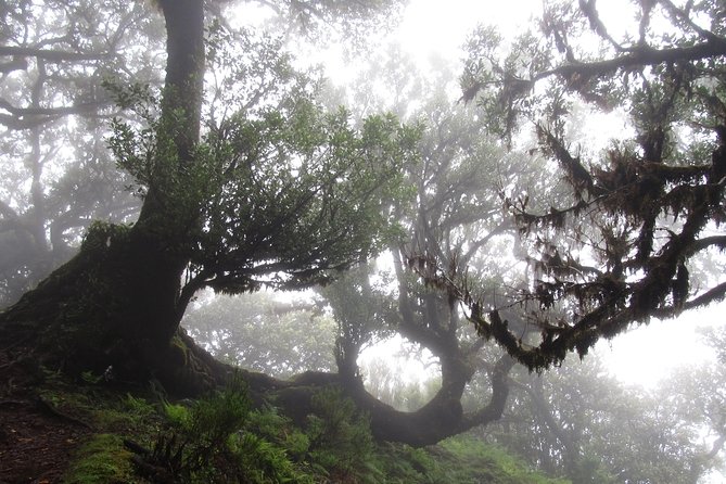 Fanal -Enchanted Forest - Who will enjoy this Fanal outing most
