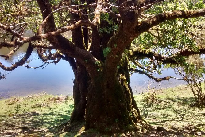 Fanal -Enchanted Forest - My booking advice