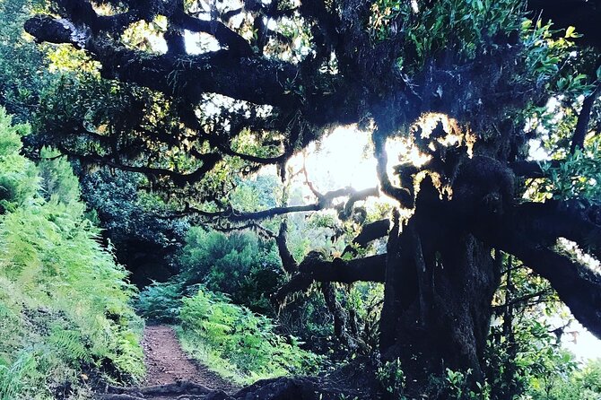 Fanal Forest Private Sunset Hike - Pickup from Funchal and the afternoon schedule
