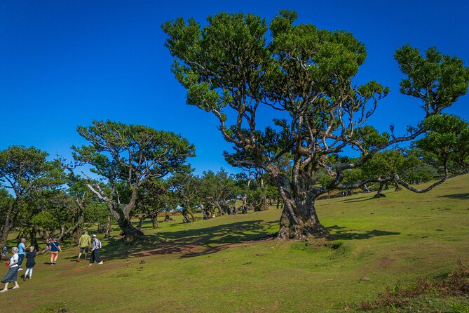 Fanal & Porto Moniz - West Madeira Tour - Eira da Achada: a short, quiet viewpoint