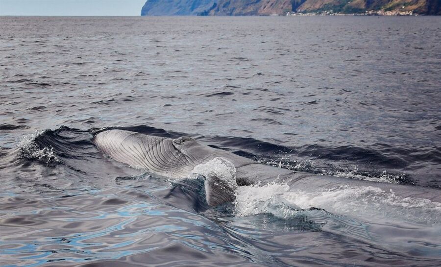 From Calheta: Madeira Whale and Dolphin Watching Boat Tour - Setting Out From Calheta Marina