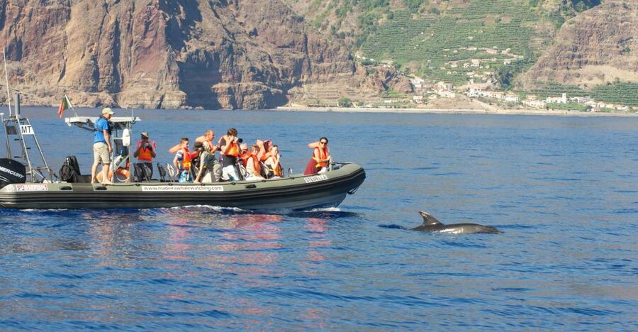 From Calheta: Madeira Whale and Dolphin Watching Boat Tour - The Two-Hour Search At Sea