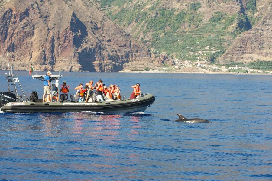From Calheta: Madeira Whale and Dolphin Watching Boat Tour - A Better Way To Watch Wild Animals