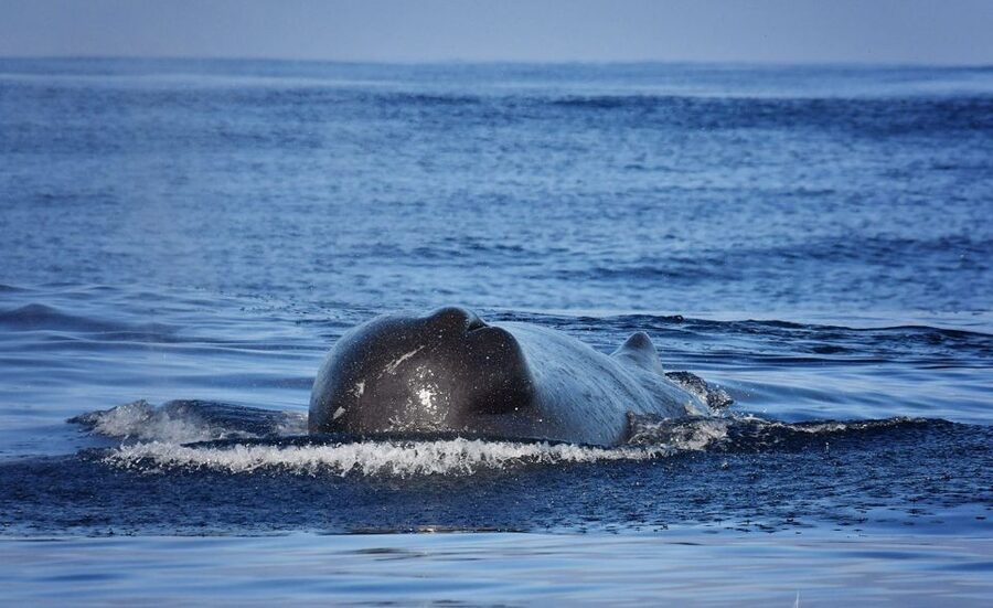 From Calheta: Madeira Whale and Dolphin Watching Boat Tour - Who Should Choose This Tour?