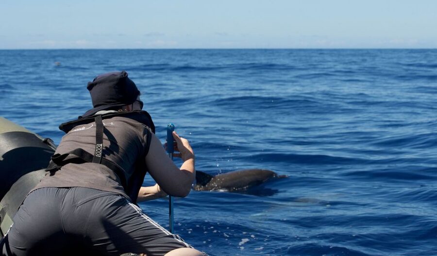 From Calheta: Madeira Whale and Dolphin Watching Boat Tour - What You Might See Near Madeira
