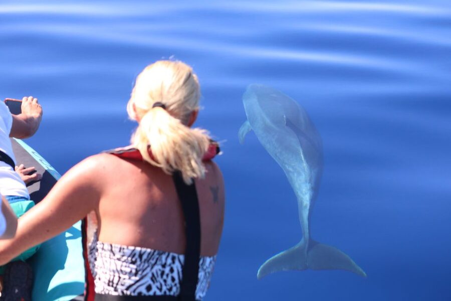 From Calheta: Whale and Dolphin Watching RIB Boat Tour - Key points at a glance