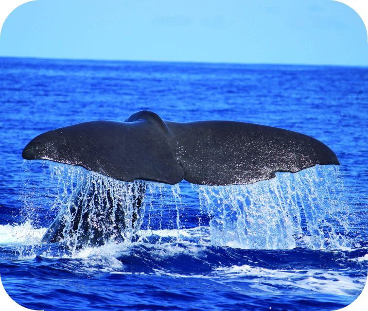 From Calheta: Whale and Dolphin Watching RIB Boat Tour - Leaving Calheta Marina for the open Atlantic