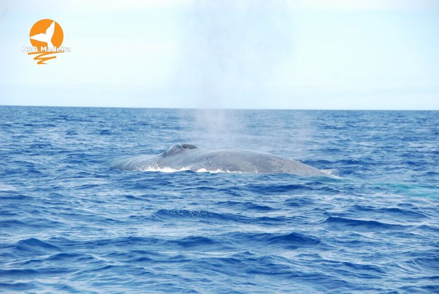 From Calheta: Whale and Dolphin Watching RIB Boat Tour - Dolphins, whales, and the luck factor