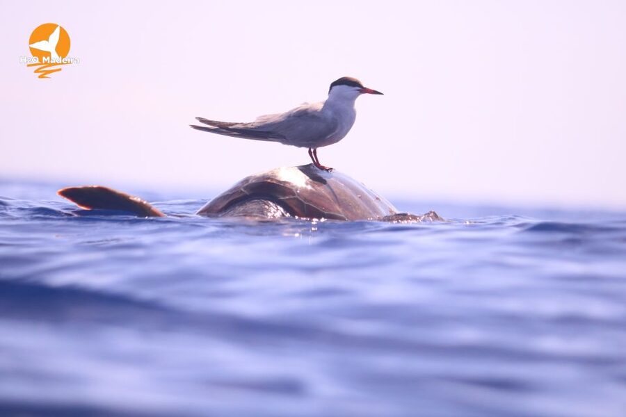 From Calheta: Whale and Dolphin Watching RIB Boat Tour - Why the RIB changes the experience
