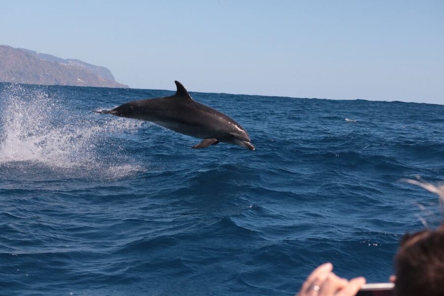 From Calheta: Whale and Dolphin Watching RIB Boat Tour - Madeira’s cliffs from the water