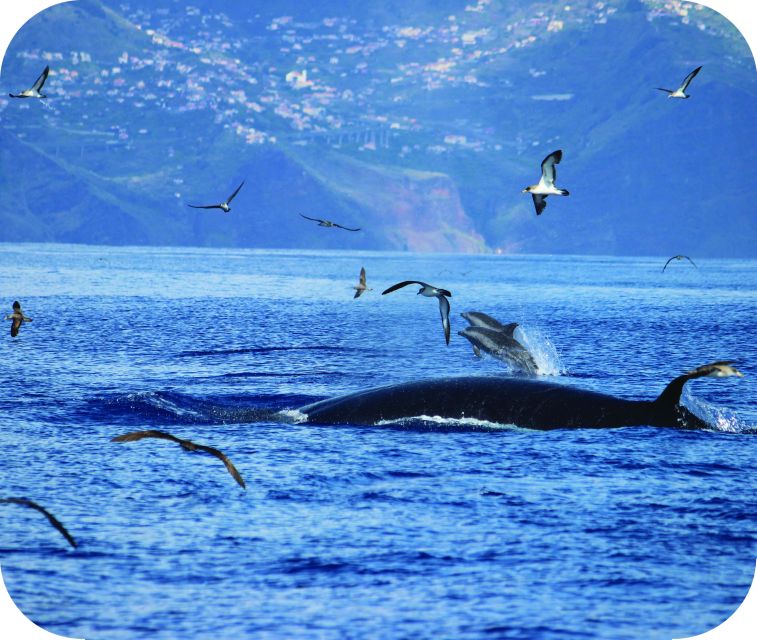 From Calheta: Whale and Dolphin Watching RIB Boat Tour - What the crew adds