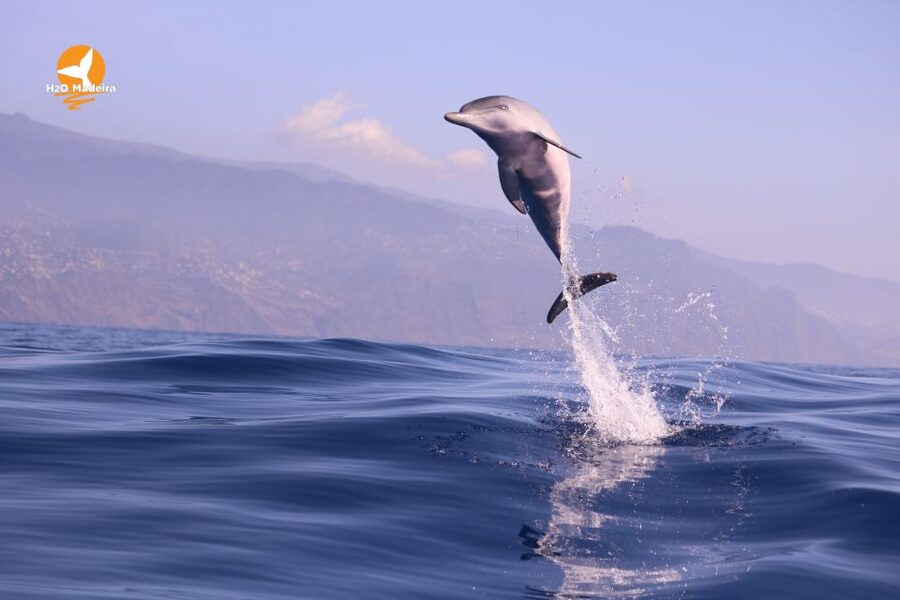 From Calheta: Whale and Dolphin Watching RIB Boat Tour - What to wear and pack