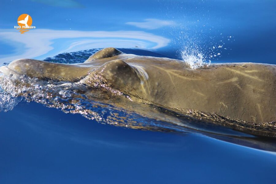 From Calheta: Whale and Dolphin Watching RIB Boat Tour - Is $70 a fair price?