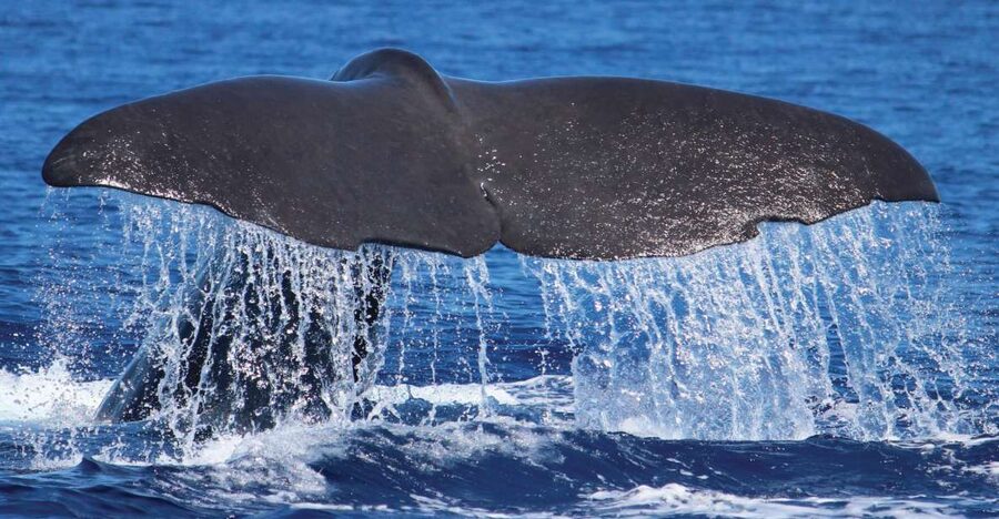 From Calheta: Whale and Dolphin Watching RIB Boat Tour - How the two-hour search works