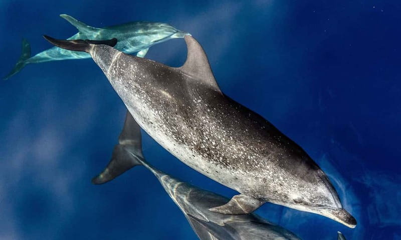 From Funchal: Ecological Catamaran Dolphin Whale Watching - Setting out from Funchal Marina