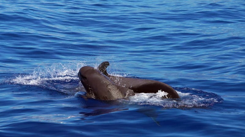 From Funchal: Ecological Catamaran Dolphin Whale Watching - Searching offshore with land-based spotters