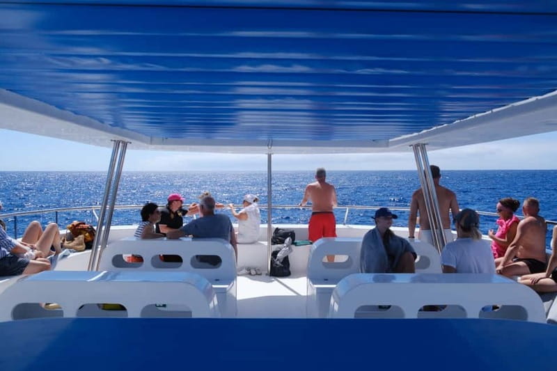 From Funchal: Ecological Catamaran Dolphin Whale Watching - Watching dolphins and whales without crowding them