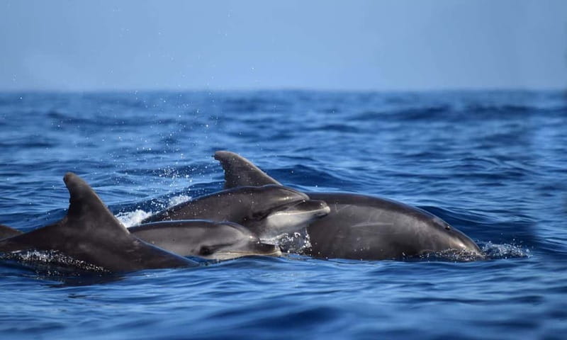 From Funchal: Ecological Catamaran Dolphin Whale Watching - Cabo Girão and the return along Madeira’s coast