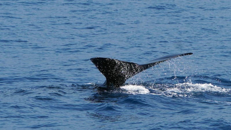 From Funchal: Ecological Catamaran Dolphin Whale Watching - Is the $40 price good value?