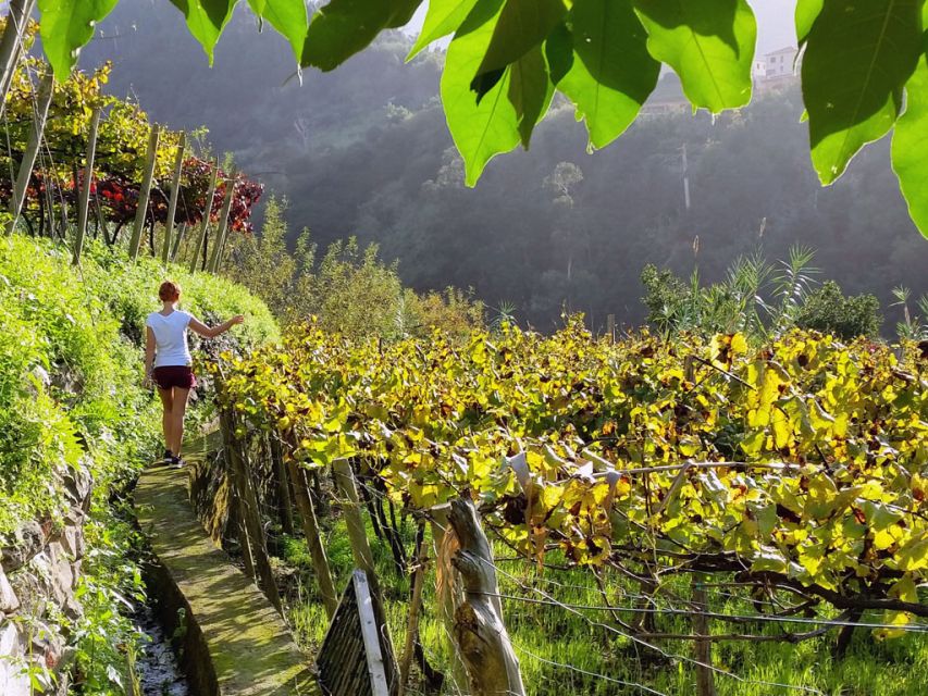 From Funchal: Full-Day Madeira Wine Tour with Lunch - Key points to know before booking