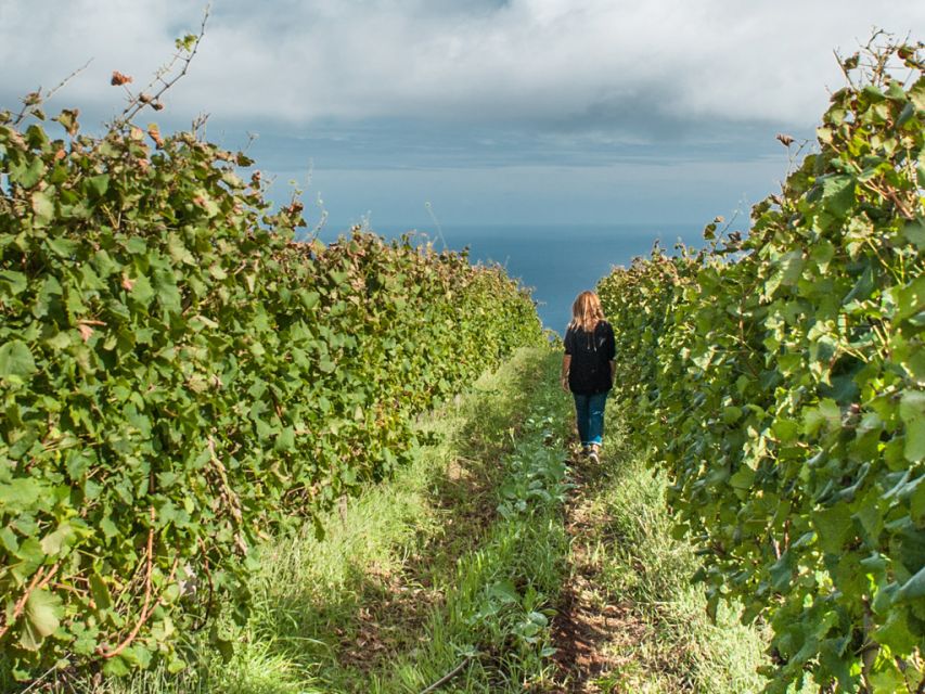From Funchal: Full-Day Madeira Wine Tour with Lunch - Starting in Funchal at Blandy’s Wine Lodges