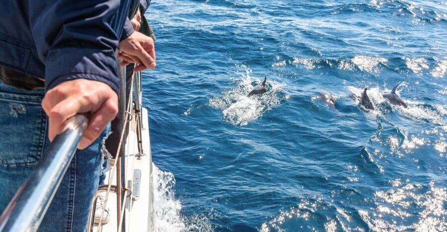 From Funchal: Madeira Dolphin and Whale Watching Tour - Key things to know before you book