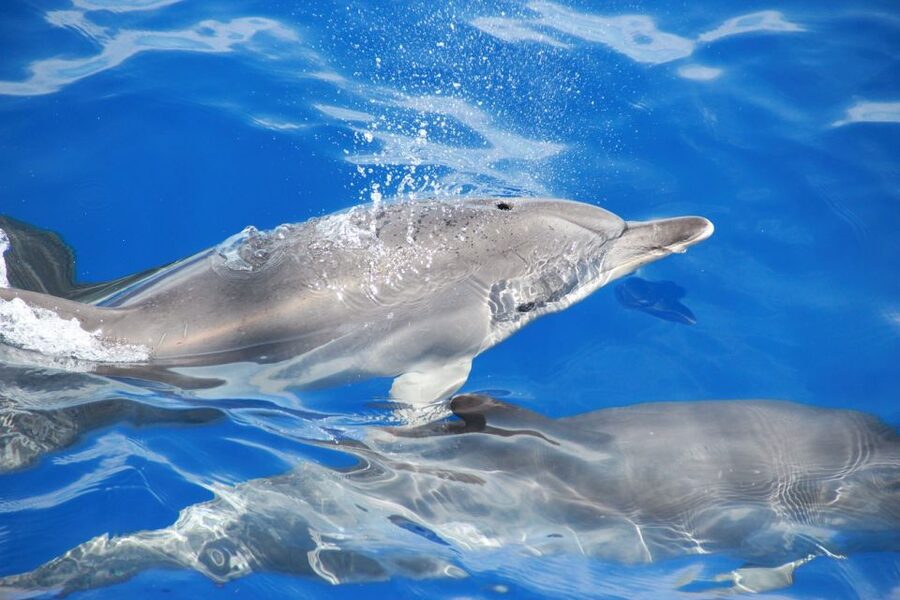From Funchal: Madeira Dolphin and Whale Watching Tour - The ride back along Madeira’s south coast