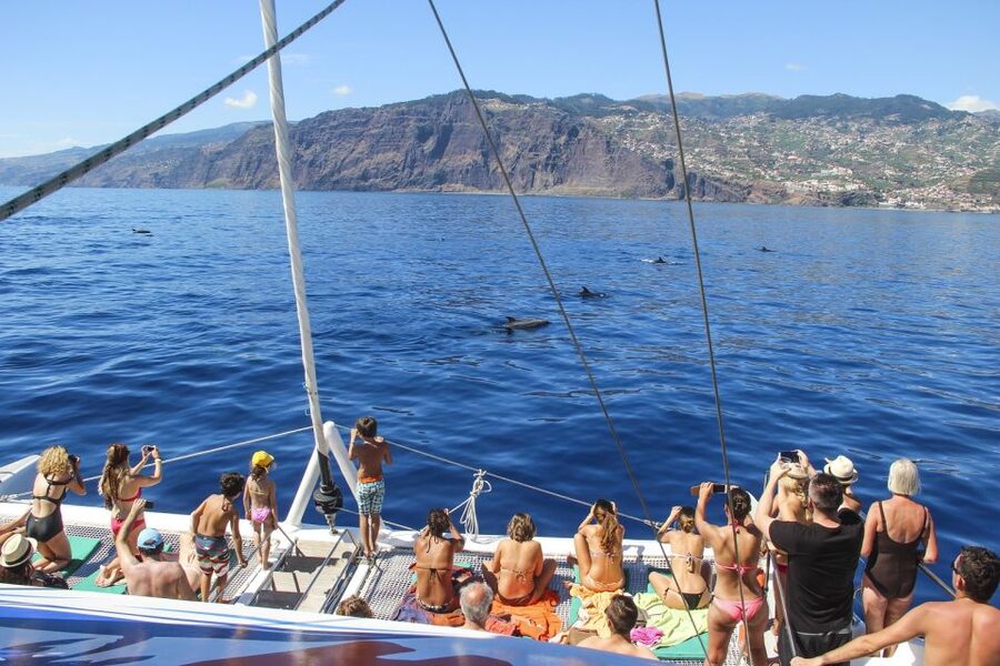 From Funchal: Madeira Dolphin and Whale Watching Tour - Who will enjoy this catamaran trip most?