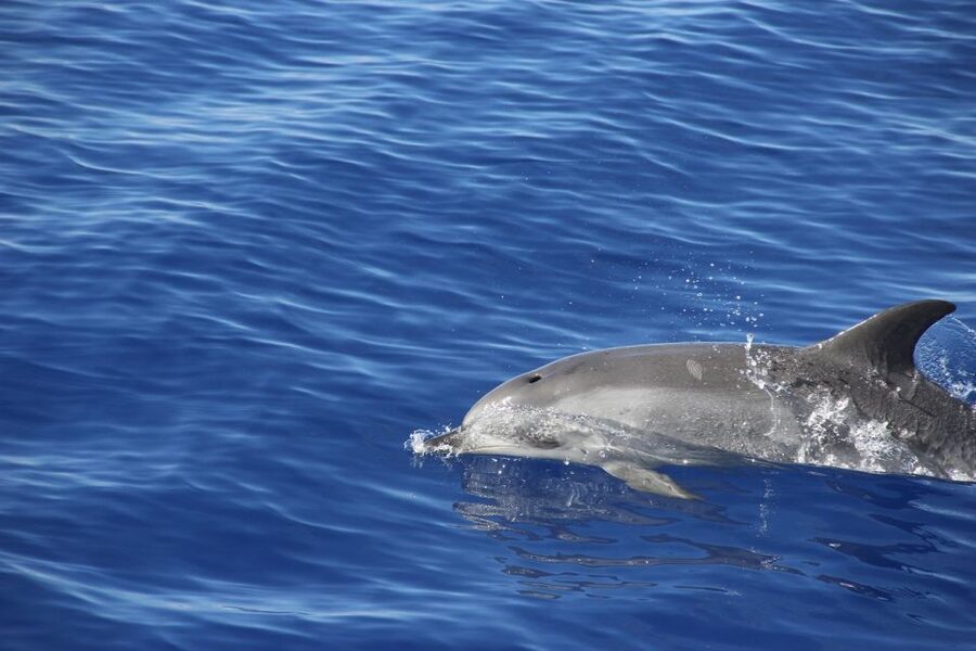 From Funchal: Madeira Dolphin and Whale Watching Tour - What to pack for a comfortable outing