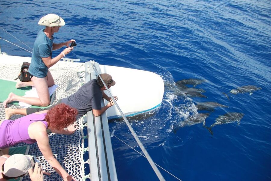 From Funchal: Madeira Dolphin and Whale Watching Tour - Should you book the VMT Madeira catamaran?