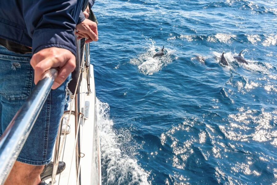 From Funchal: Madeira Dolphin and Whale Watching Tour - Searching for dolphins, whales, and turtles