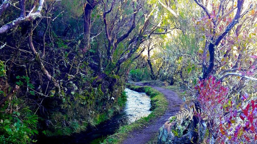 From Funchal: Madeira Lakes Levada Guided Hike - Lagoa Dona Beha and the summer swim