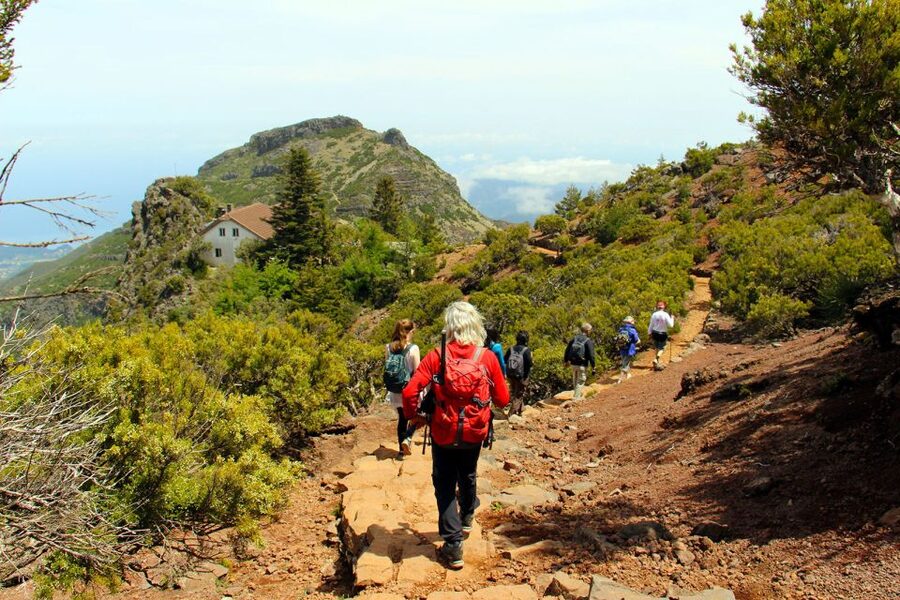 From Funchal: Madeira Peaks Mountain Walk - Plants, flowers, and Madeira’s oldest heather forest