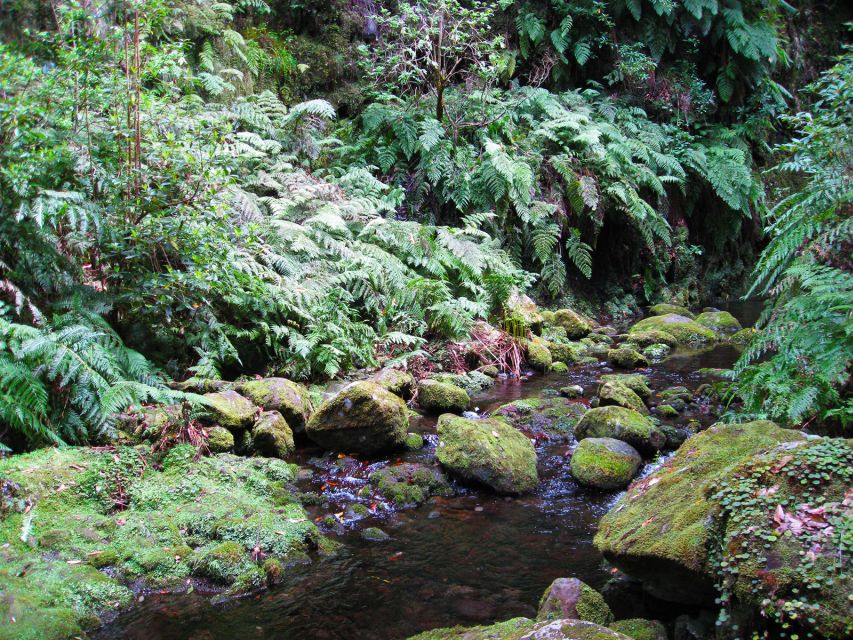 From Funchal: São Jorge Valleys Levada Walk - Following Levada do Rei into Madeira’s northern forest