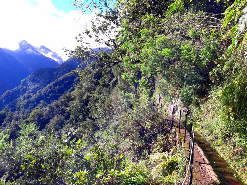 From Funchal: São Jorge Valleys Levada Walk - The rainforest walk and its useful plant lessons
