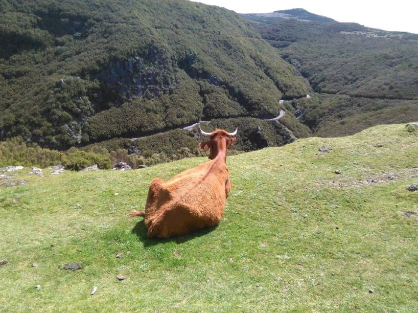 From Funchal: West Madeira and Laurel Forest Day Trip - Key points to know before you book