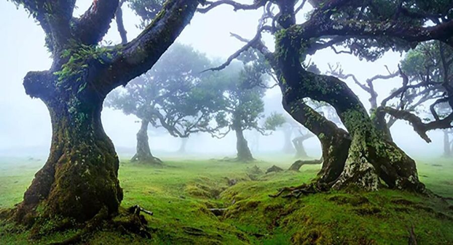 From Funchal: West Madeira Waterfalls and Fanal Forest Tour - Key points to know before booking