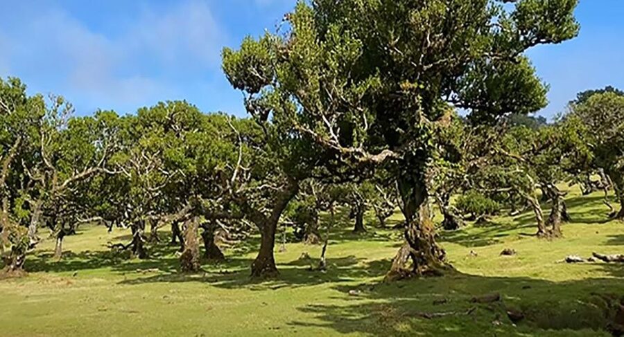 From Funchal: West Madeira Waterfalls and Fanal Forest Tour - What the $33 price really gives you