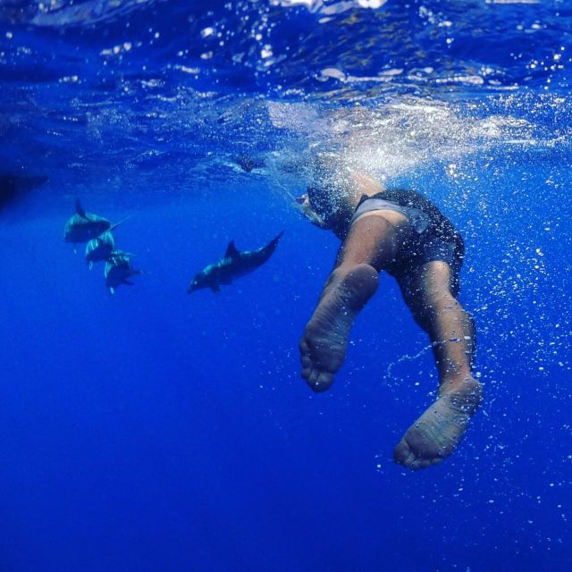 From Funchal: Whale and Dolphin Watching - Key points before you book