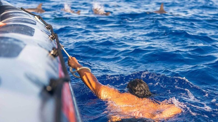 From Funchal: Whale and Dolphin Watching - Who will enjoy this Madeira boat trip