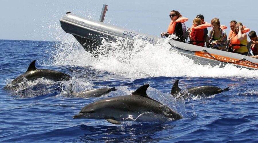 From Funchal: Whale and Dolphin Watching - Searching the open water with land spotters