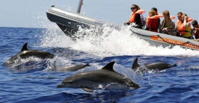 Whale and Dolphin Watching