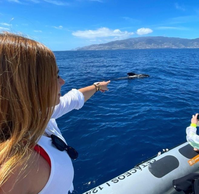 From Funchal: Whale and Dolphin Watching - Guides who add meaning to the sightings
