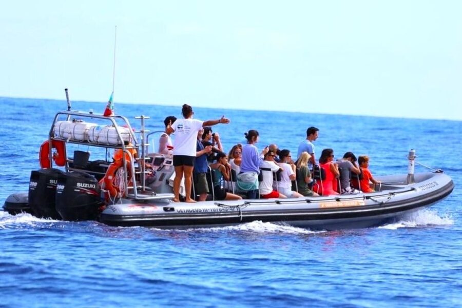 From Funchal: Whale and Dolphin Watching - The wet and windy reality