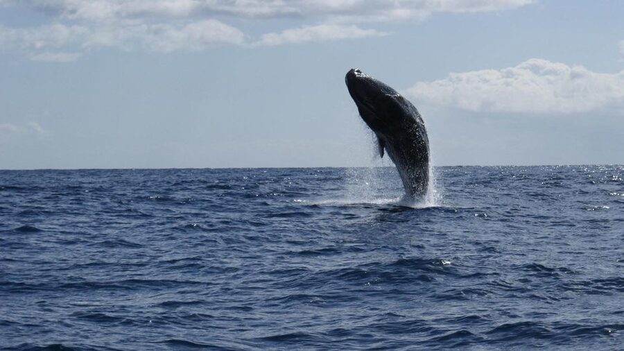 From Funchal: Whale and Dolphin Watching - Is $56 good value?